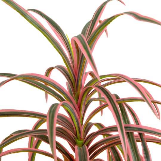 2ft. Potted Dracaena Marginata Plant